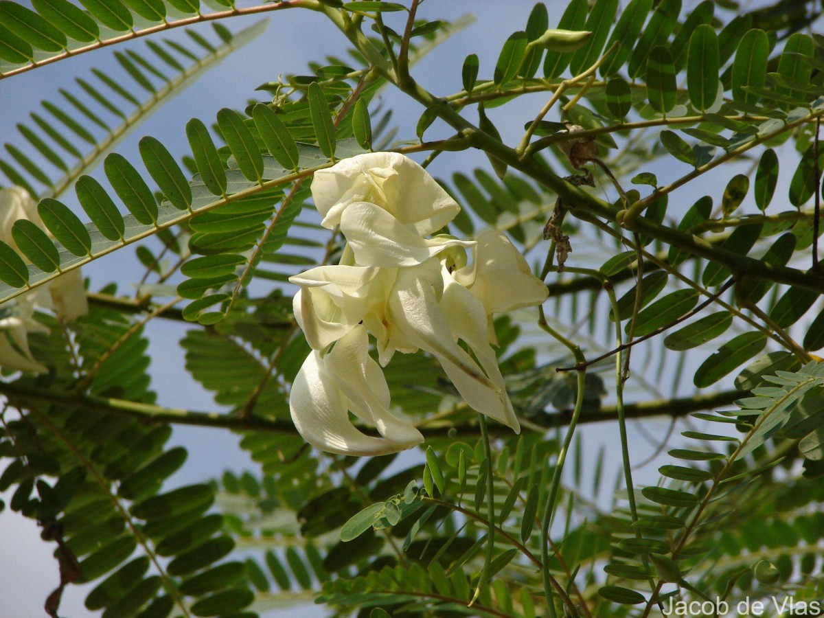 Sesbania grandiflora (L.) Poir.